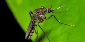 Screenshot 2025-03-26 at 12-29-53 Virus Oropouche Ministerio de Salud confirmó los primeros casos detectados en Venezuela