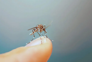 Screenshot 2025-03-26 at 16-34-50 Conozcan qué es el virus Oropouche y cómo prevenirlo