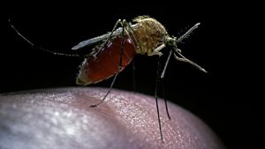 dengue-13990