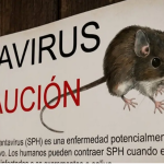 Screenshot 2026-05-06 at 13-36-42 Qué es el hantavirus la enfermedad que apareció en un crucero