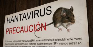 Screenshot 2026-05-06 at 13-36-42 Qué es el hantavirus la enfermedad que apareció en un crucero
