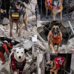 Heroes-desconocidos-los-perros-que-contribuyen-a-salvar-vidas-despues