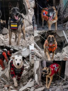 Heroes-desconocidos-los-perros-que-contribuyen-a-salvar-vidas-despues