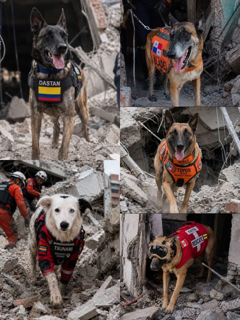 Heroes-desconocidos-los-perros-que-contribuyen-a-salvar-vidas-despues